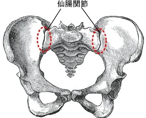 近年新しい腰痛の原因「仙腸関節障害」