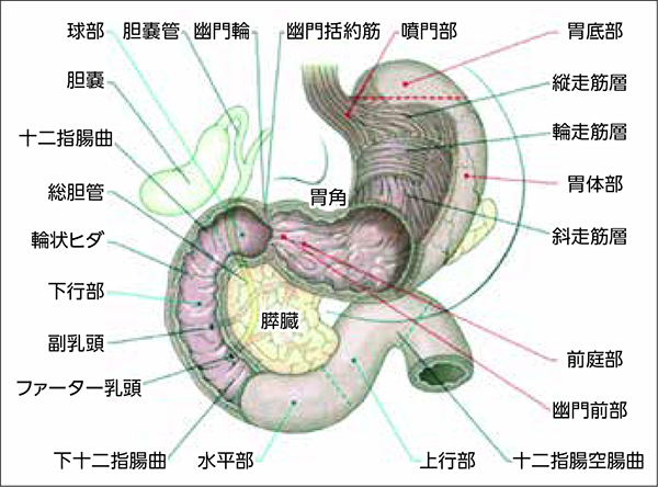 消化器の位置関係