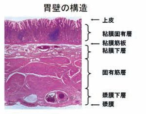 胃壁の構造